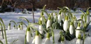 Чи очікувати аномального потепління взимку: синоптикиня розповіла, яка погода очікується в січні