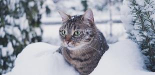 До України повертаються морози: як зміниться погода 29 січня