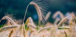 Єврокомісія розглядає зміни в умовах торгівлі з Україною – це може вплинути на експорт