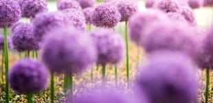 Натяк на спеку: від 26 липня температура в Києві почне підвищуватися