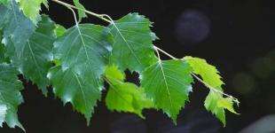 Коли святкуватимемо Трійцю 2025 року в Україні: традиції Зелених свят, чому цей день так називають