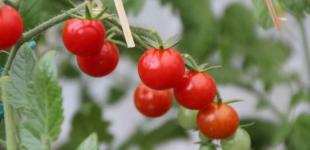 В Україні знизилася ціна на популярний овоч