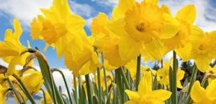 Прогноз погоди на вихідні 30–31 березня: навпростець ... у літо