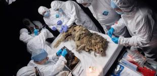 Знайдено 44000–річного вовка, що чудово зберігся: в його шлунку можуть бути доісторичні віруси