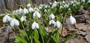 Мокрий сніг та пориви вітру: синоптики дали прогноз на 13 березня