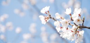 Казковий березень, похмурий квітень і мінливий травень: чого чекати від погоди цієї весни