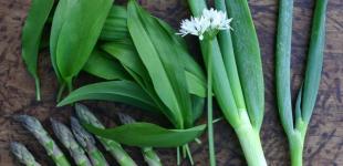 Черемша — все про весняний суперфуд: користь та протипоказання ведмежої цибулі, незвичайні рецепти