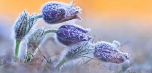 Синоптики попереджають про заморозки