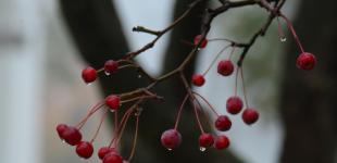 22 лютого в Україні невеликі опади, вдень до +11°