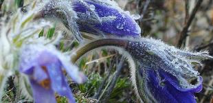 В Україні у четвер до +20°, вночі подекуди заморозки