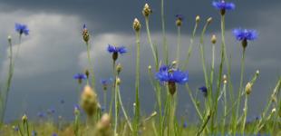 В Україні у перші дні літа очікується спека з дощами і грозами