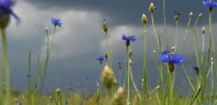 В Україні прогнозують грози з градом, вдень до +30°