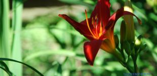 На вихідні прогнозують 30-градусну спеку