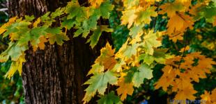 Україні на початку тижня прогнозують до +28°