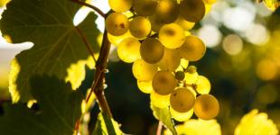 Неділя в Україні буде сухою і теплою