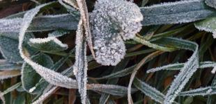 Киян попереджають про нічні заморозки до -3°