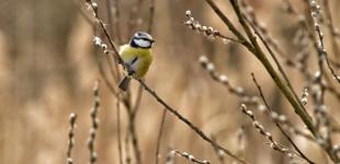 В Україні 3 березня без істотних опадів, вдень - до 7° тепла