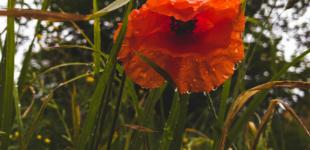 У неділю прогнозують короткочасні дощі з грозами, вдень до +31°