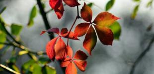 В Україні досі триває метеорологічне літо - синоптики