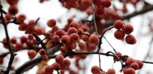 В Україні 20 грудня переважно без опадів, подекуди до 14° тепла