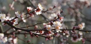 В Україні у середу прогнозують до +20°, подекуди дощ і сильний вітер