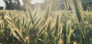 На 4 липня прогнозують спеку до 38°, дощі та грози