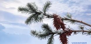 В Україні 27 січня місцями невеликий сніг, температура від -13° вночі до +9° вдень