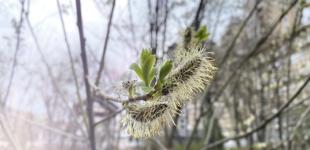 Початок тижня буде сонячним, вдень прогріє до +16°