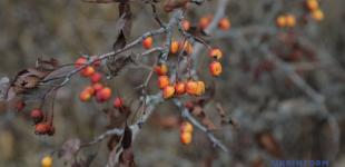 На вихідних у більшості регіонів Україні дощитиме, вдень до +27°