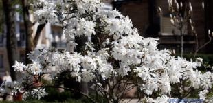 У четвер прогріє до +25°, в окремих областях - дощі з грозами та град