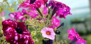 16 серпня вдень спекотно, дощі лише на Прикарпатті та Закарпатті