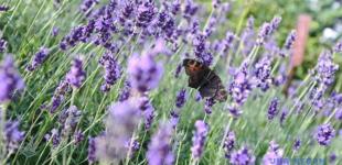 14 серпня без опадів, вдень подекуди до +31°