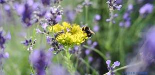 1 серпня буде сухо і спекотно - на півдні до +32°