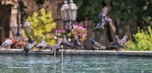 В Україні 30 серпня спека до +33°, на півдні короткочасні дощі