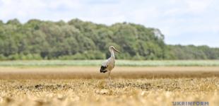 12 серпня у більшості областей без опадів, вдень до 26°