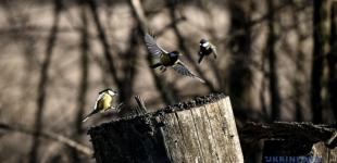 На 10 січня прогнозують дощ у деяких областях, вдень до 13° тепла