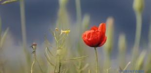 Україні у вівторок прогнозують короткочасні дощі та грози, прогріє до +32°