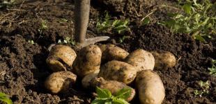 В Україні здешевшала картопля: скільки коштує овоч