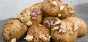 Як зберігати картоплю у квартирі чи погребі, щоб вона не проросла і не зіпсувалася