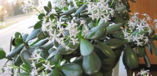 Як змусити цвісти грошове дерево: секрети досвідчених квітникарів, про які мало хто знає