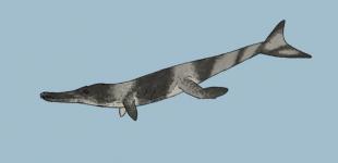 Вчені відкрили нову доісторичну тварину з лагідною шкірою дельфіна та великими зубами-пилками