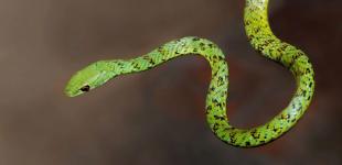 Рік Зеленої Дерев'яної Змії: що чекає на нас 2025-го