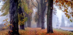 До України йде похолодання: коли та де випаде сніг