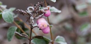 Що зірки нам пророкують: гороскоп на січень 2024 року