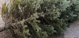 Коли свята закінчилися: п'ять способів повторно використати новорічну ялинку у своєму саду