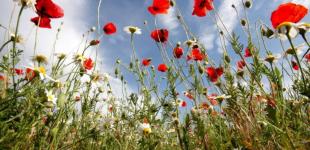 У полоні спеки: прогноз погоди в Україні на вівторок, 5 липня