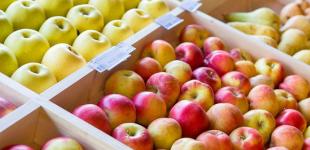 Україна експортуватиме популярний фрукт до Канади