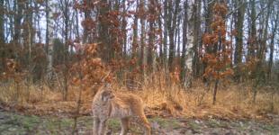 У Чорнобилі з'явилася тварина, яку екологи не фіксували від минулого століття