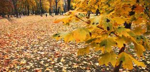 Метеорологічна осінь. Синоптики повідомили, коли відбудеться зміна сезонів і різко похолодає до заморозків