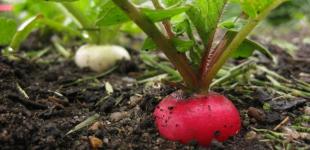 Коли сіяти редиску у відкритий ґрунт, коли садити за місячним календарем 2024 року
